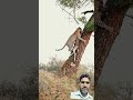🐆💥 Leopard Lifts Giraffe onto Tree | Unbelievable Strength of Nature 😱🦒 #shorts