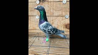 Champion Racing Pigeon For Sale | Pigeons For Sale | Pedigree Pigeons For Sale | (310) 309-0380
