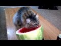 Cats eating watermelon  funny cats compilation 1