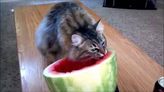 Cats eating watermelon - Funny Cats Compilation (1)