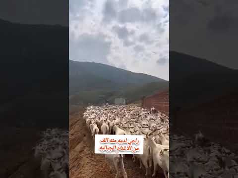 راعي لديه مئه الف من الاغنام الجباليه