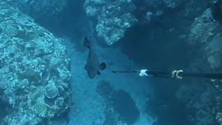 素潜りでスジアラを獲って8日熟成で食べる。