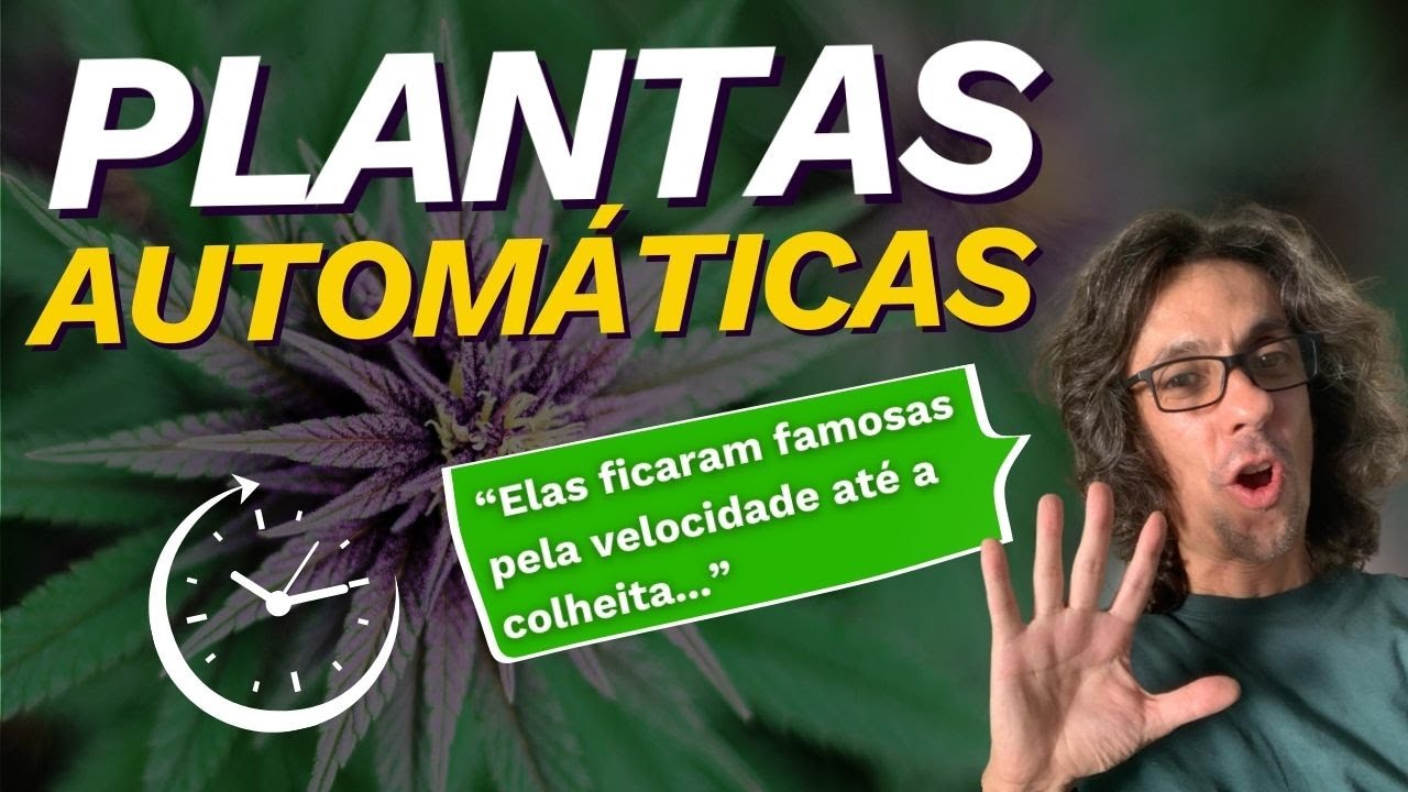 PLANTAS AUTOMÁTICAS - ALGUMAS DICAS E CONSIDERAÇÕES - TEMPO DE COLHEITA E SUA ORIGEM