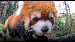 Fluffy Red Panda Enjoys Treats