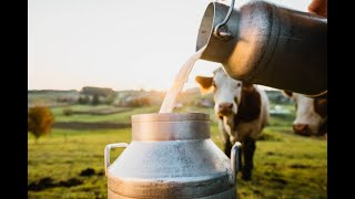 معوقات انتاج الحليب في العراق