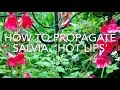 How To Propagate Salvia Hot Lips, Taking Cuttings Of Salvia, Plant Propagation