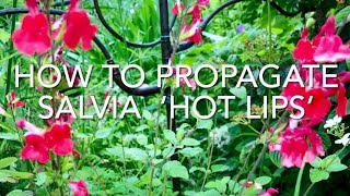 How To Propagate Salvia Hot Lips, Taking Cuttings Of Salvia