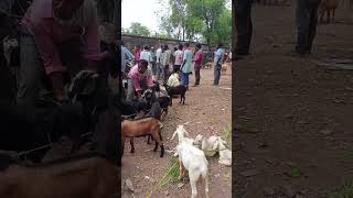 Black Bengal Bakri ?? for Sale  Jharkhand Ranchi?