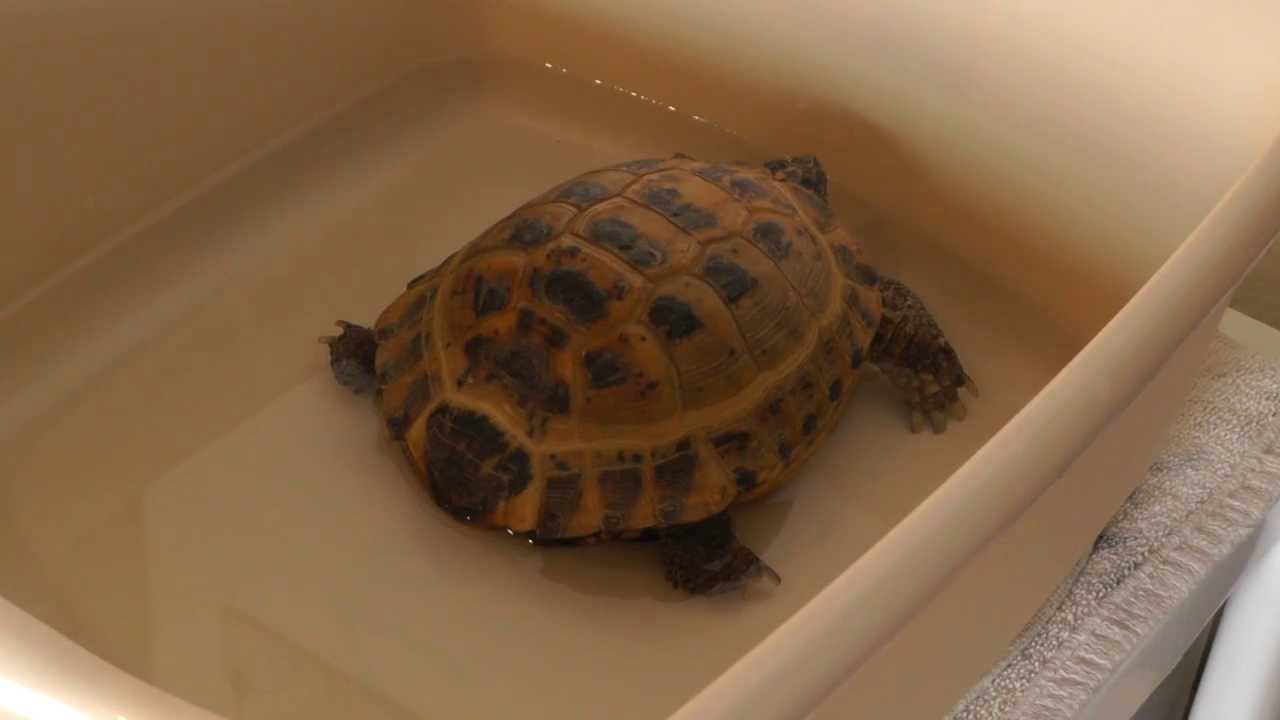 How to Soak a Tortoise The Life of Tortoise Bruno YouTube