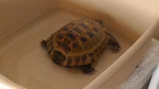 How to Soak a Tortoise - The Life of Tortoise Bruno