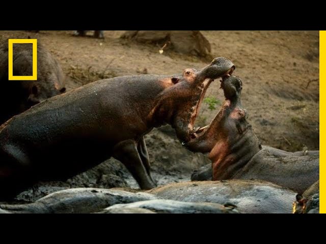 A Hippo Battle | Hostile Planet - YouTube