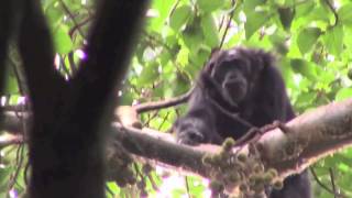 AMONG CHIMPANZEES by Nancy J.  Merrick (book trailer) by Beacon Press 974 views 9 years ago 2 minutes, 26 seconds