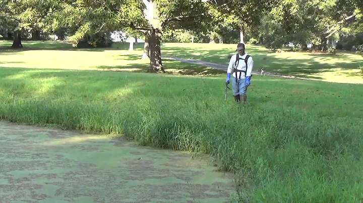 Aquatic Weed Control: Managing Duck weed, Watermeal and Mosquito Fern