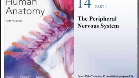 Human Anatomy Lecture Ch 14 PNS Pt 1 Cranial Nerves