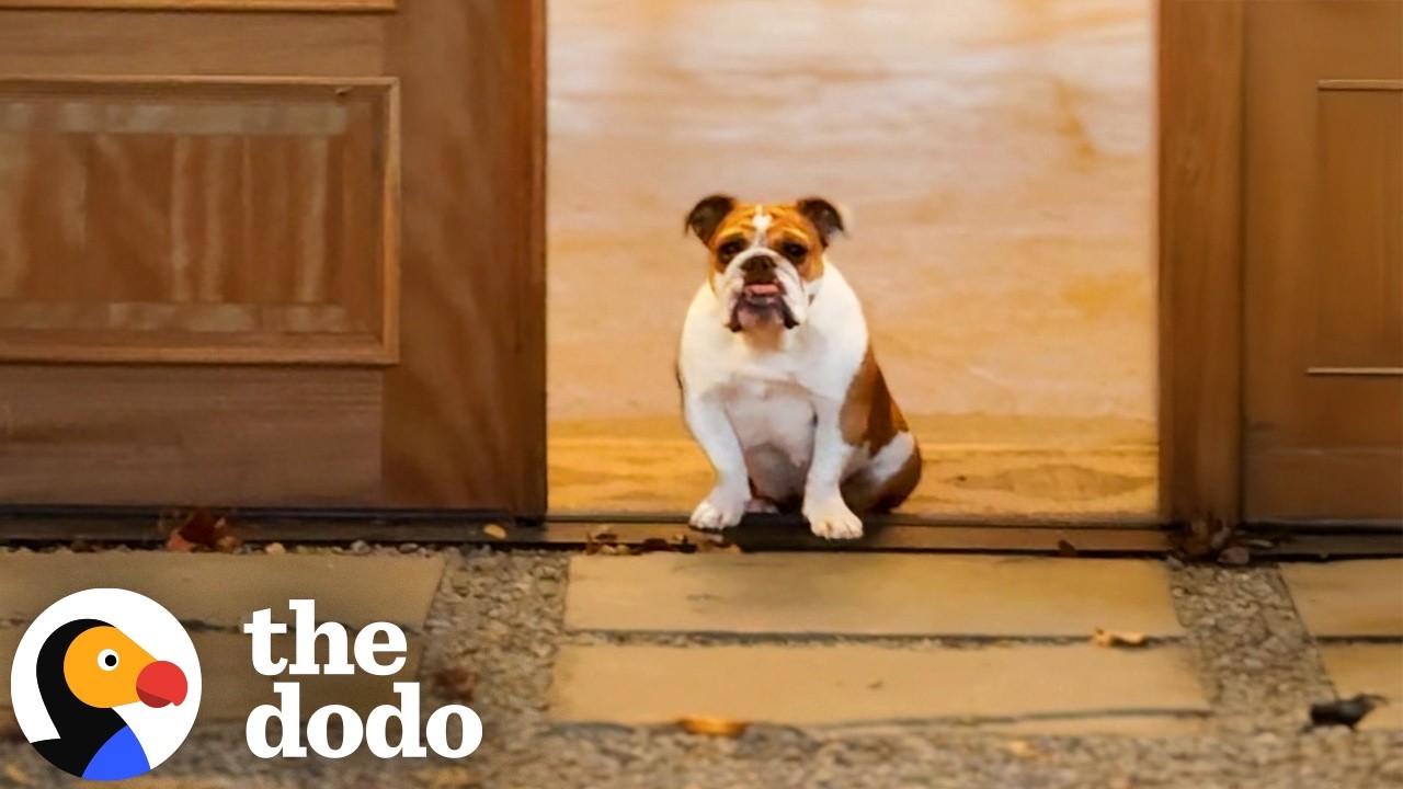 Женщина вернулась домой и обнаружила, что её поджидает совершенно неожиданный английский бульдог ...