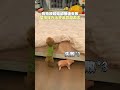 狗狗的搞笑行為