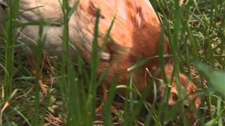 The Greenest Farmers
To some its a fad, to others its a color, but, to farmers, being green takes commitment. Our Ohio takes a look back at some Ohio farmers who demonstrate their commitment to the environment in creative and unusual ways. From Our Ohio show 813. The Greenest Farmers