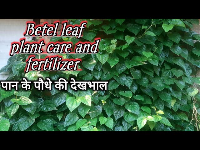 pan plant care and fertilizer | pan ka paudha kaise lagaen