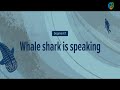 Whale Shark is Speaking