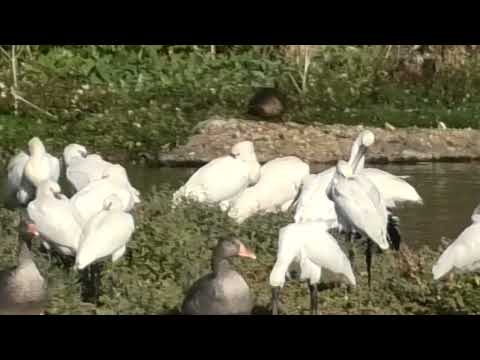 30 plus Spoonbill Birds at RSPB Snettisham Norfolk UK 25aug26 424p 2k v900