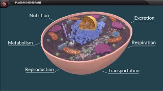 Plasma Membrane Structure and Function | Class 9 Biology - Turito Net Worth