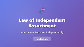 Law of Independent Assortment Explained | Mendel's Laws of Inheritance | Genetics Tutorial