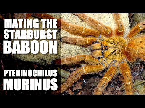 Pairing the Starburst baboon spider OBT