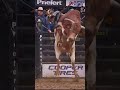 How high did this bull jump?!