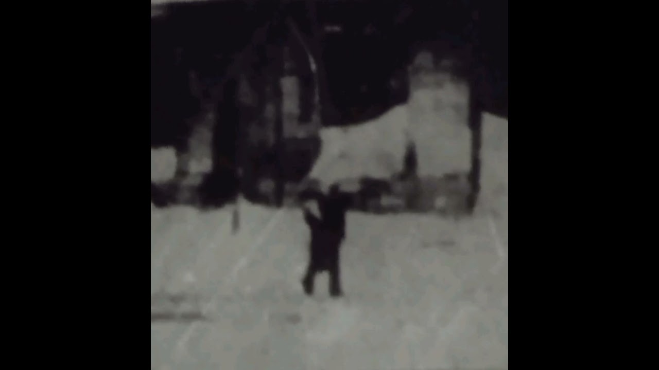 insidious absence - Исчезнув в далях/humble visitor