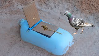 Build Creative Hole Bird Trap Using Plastic Box 30L