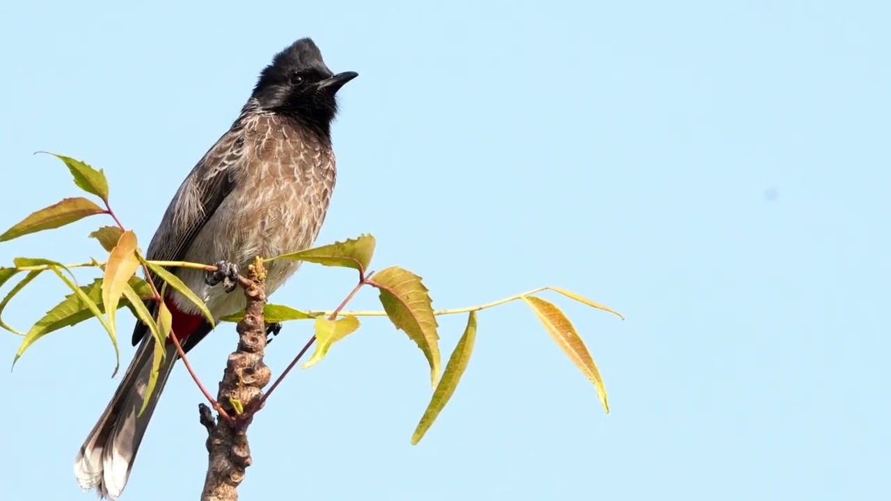 Red-vented bulbul calling voice 
