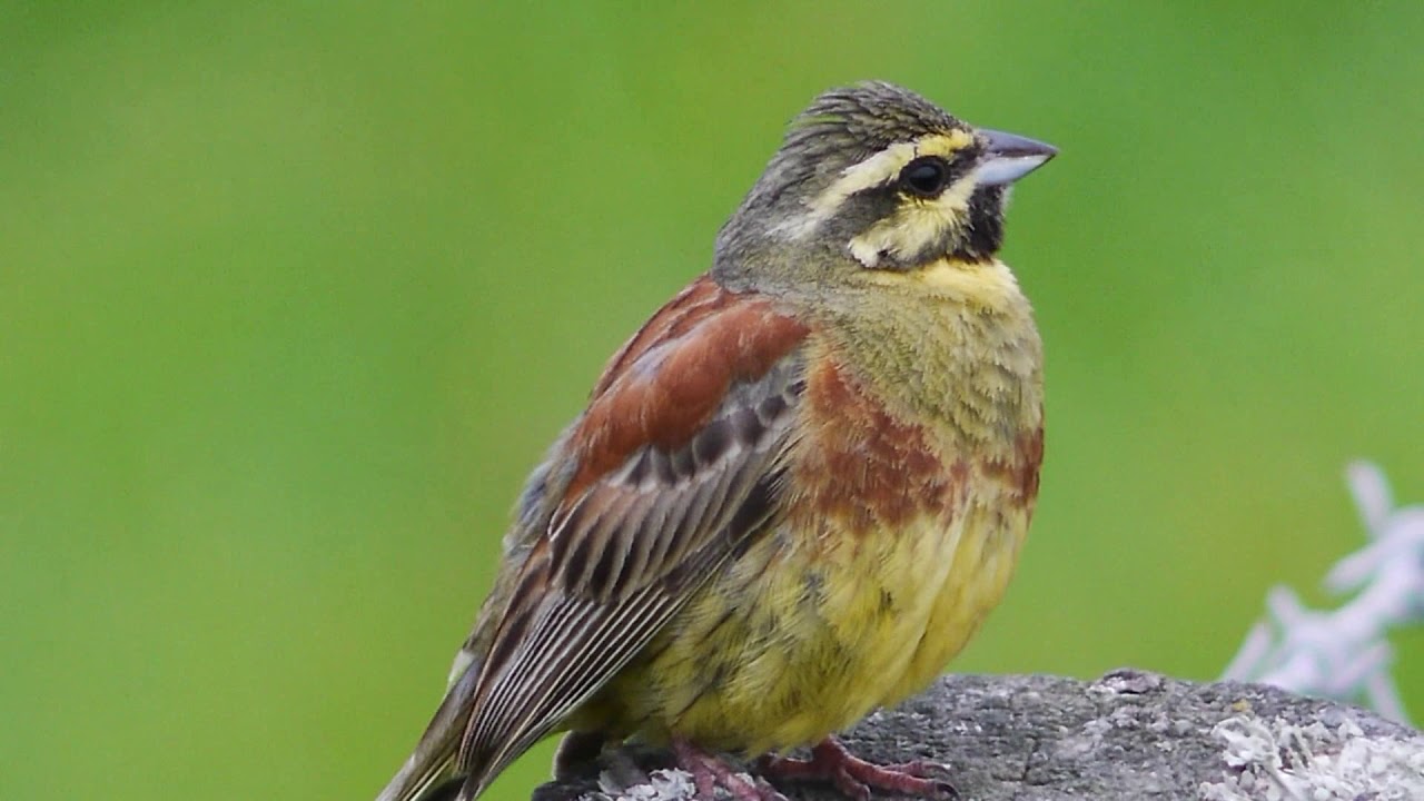 Male Cirl Bunting singing (FHD)