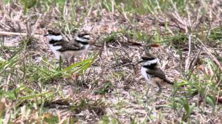 Dewees Island Killdeer Chicks
