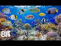 Underwater Wonders 8K - Marvel at Sea Animal in The Best 4K Aquarium 🐳 Relaxing Sleep Music