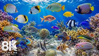 Underwater Wonders 8K - Marvel at Sea Animal in The Best 4K Aquarium 🐳 Relaxing Sleep Music