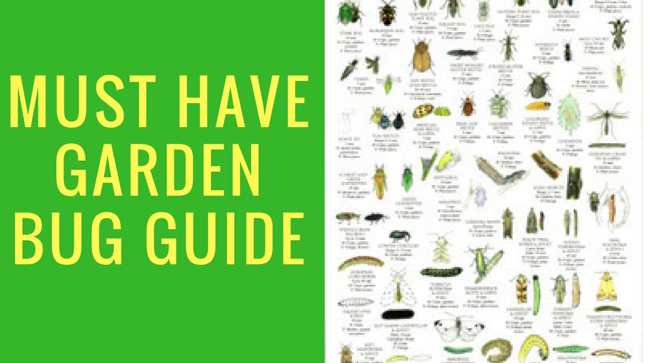 Must Have Garden Bug Guide You