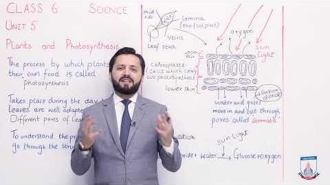 Class 6 - Science - Chapter 5 - Lecture 1 -  Plants and Photosynthesis - Allied Schools