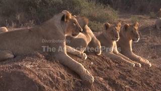 World Lion Day: Africa's Big Cats Face Mounting Threats From Habitat Loss And Human-wildlife Conflic