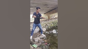 Cần câu máy ikada 2 khúc 2,1 mét siêu dẻo câu bè, cá dìa🎣 #fishing #shorts