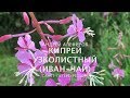 Кипрей (Иван-чай) узколистный. Алефиров А.Н.