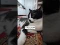 جفت گربه هام با من قهر کردن Cat گربه زیبایی 