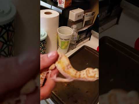 camera iphone 8 plus apk My new gecko😀