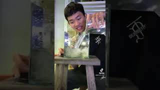 Mở Cá Betta Red Fancy