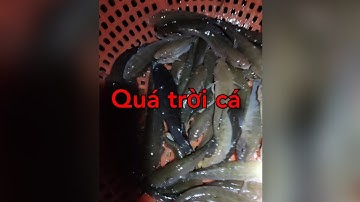 câu cá bóng dừa nước lớn quá nhiều