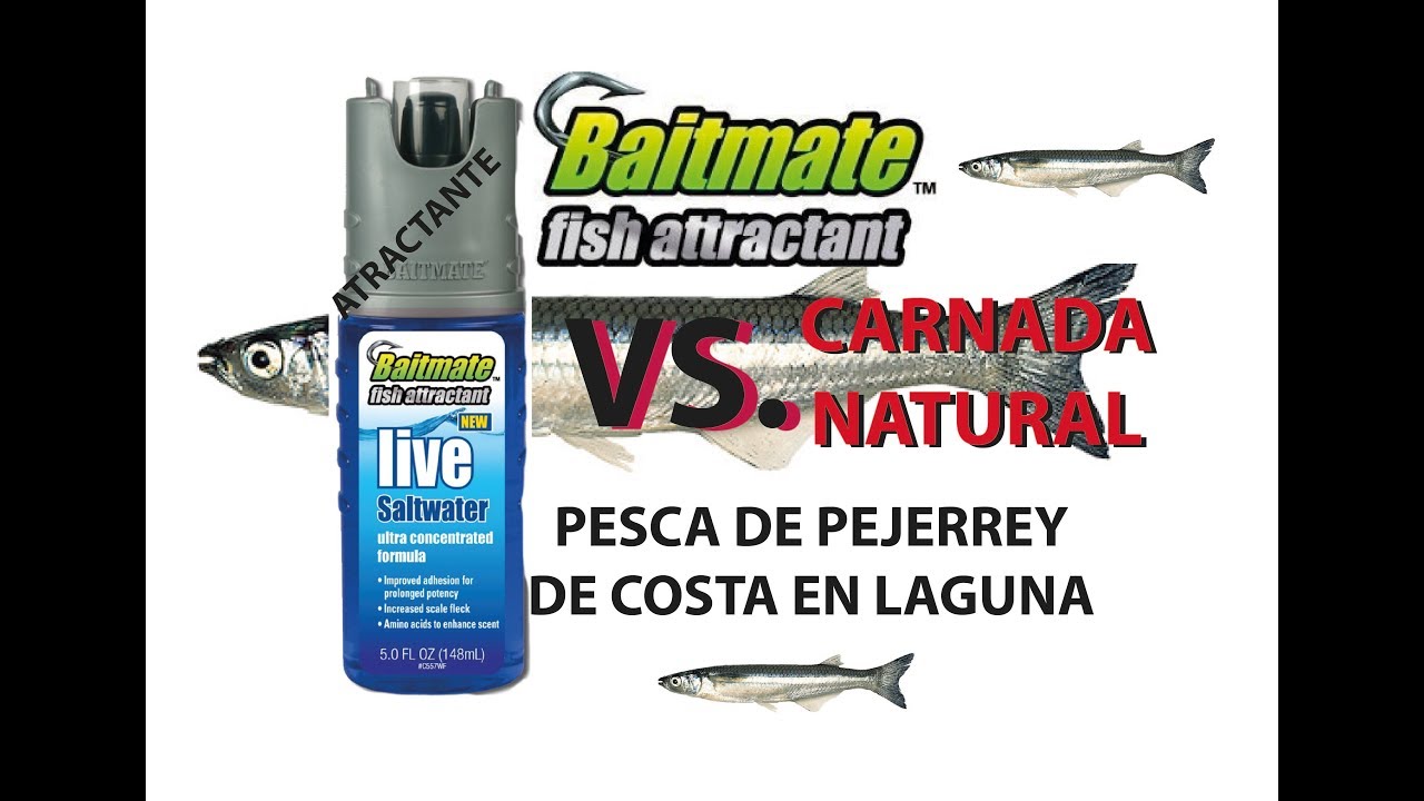 baitmate vs carnada natural. pesca pejerrey