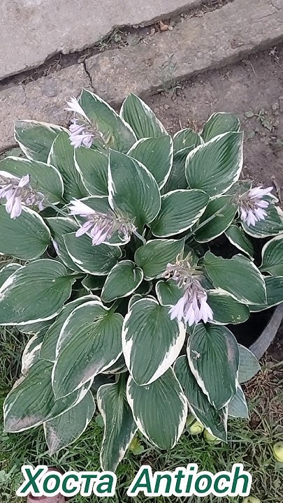 Хоста Antioch - YouTube