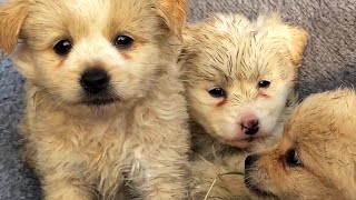 The Rescued Puppies Took The Boy As Their Mother, Full Of Reliance