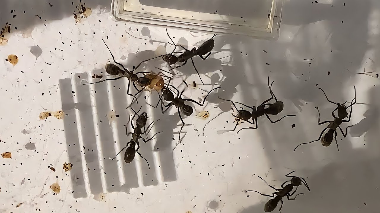 The world of ants is more complex and interesting than you think