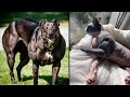 10 Abnormally Muscular Animals That Really Exist
