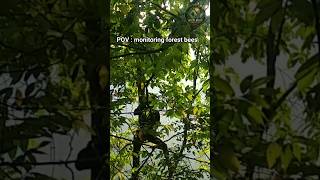 monitoring forest bees #naturedocumentary #forestsurvival #honeybee